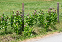 Monarchs and milkweed milkweed fencerow