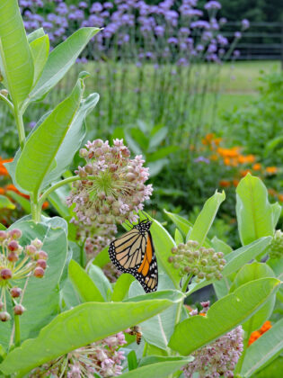 monarch milkweed