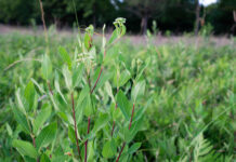 How ancient glaciers influenced our native plants