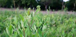 How ancient glaciers influenced our native plants