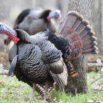 Waddles, snoods and backwoods bearded ladies nwtf turkey