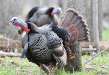 Waddles, snoods and backwoods bearded ladies nwtf turkey