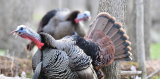 Waddles, snoods and backwoods bearded ladies nwtf turkey