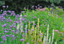 Pollinator gardens support delicate, beautiful ecosystems pollinator garden