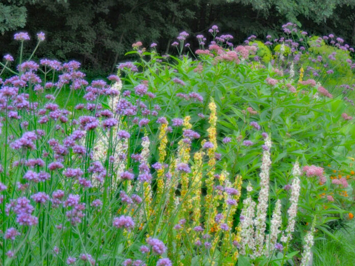 pollinator garden pollinator garden