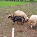 Sheep shearing mayhem rami shearing