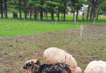 Sheep shearing mayhem rami shearing