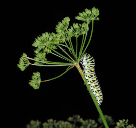 swallowtail caterpillar