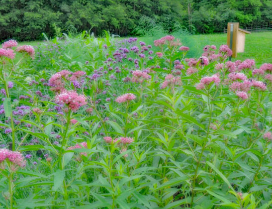 swamp milkweed