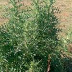 Weathering the hardships of July