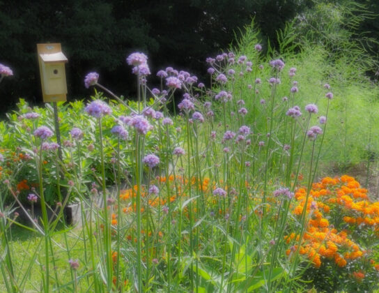 verbena butterfly weed