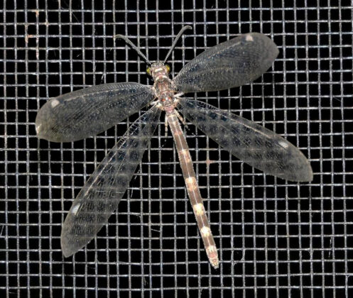 Adult antlion