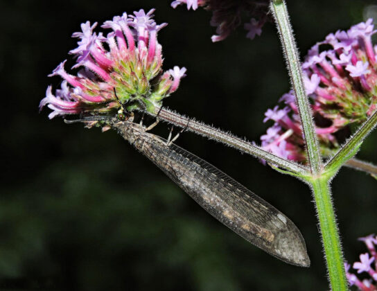 Adult antlion pollinating
