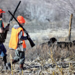 Dove season — beginnings and endings dove hunting
