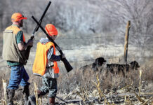 Dove season — beginnings and endings dove hunting