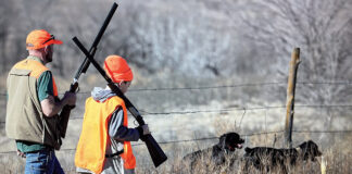 Dove season — beginnings and endings dove hunting