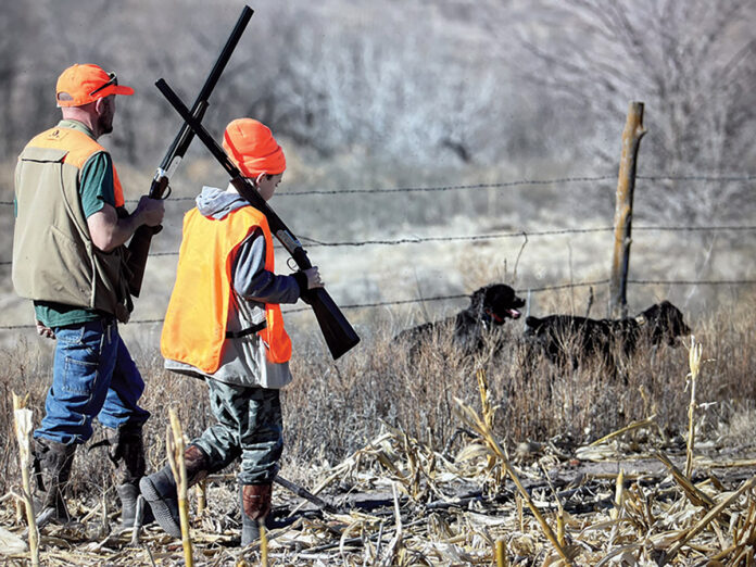dove hunting dove hunting