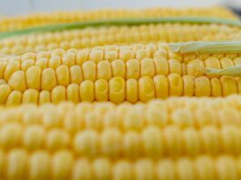 Nominations open for Ohio crop adviser award corn