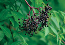 It’s elderberry time! elderberry fruit