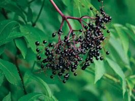 elderberry fruit