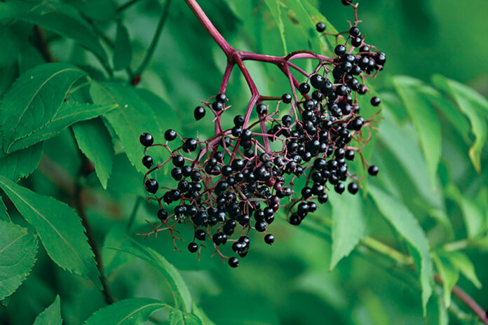 elderberry fruit elderberry fruit