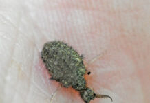 Antlion: Hear him roar! Antlion larvae