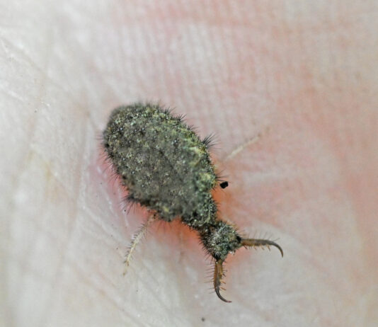 Antlion: Hear him roar! Antlion larvae