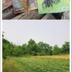 Plotting for the future food-plotting