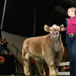2024 Ohio State Fair Sale of Champions grand champion beef ohio state fair