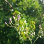 How to manage weeds in a drought a close up of a flower