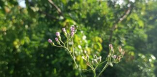 a close up of a flower