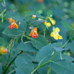 Jewelweed: A diamond in the rough jewelweed blossoms