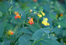 Jewelweed: A diamond in the rough jewelweed blossoms