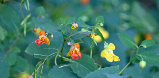 jewelweed blossoms