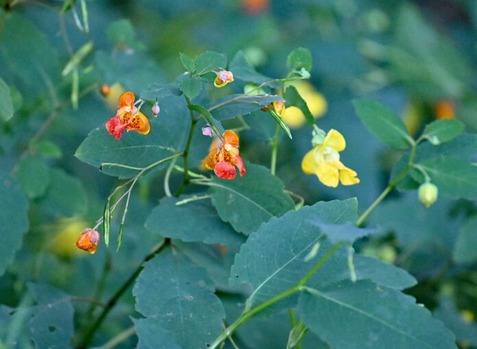 jewelweed blossoms jewelweed blossoms