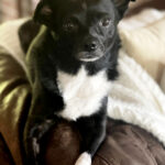 Not just a dog nova grace