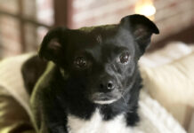 Not just a dog nova grace