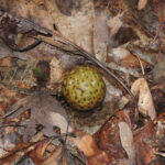 oak apple gall