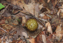 Oak apple galls oak apple gall