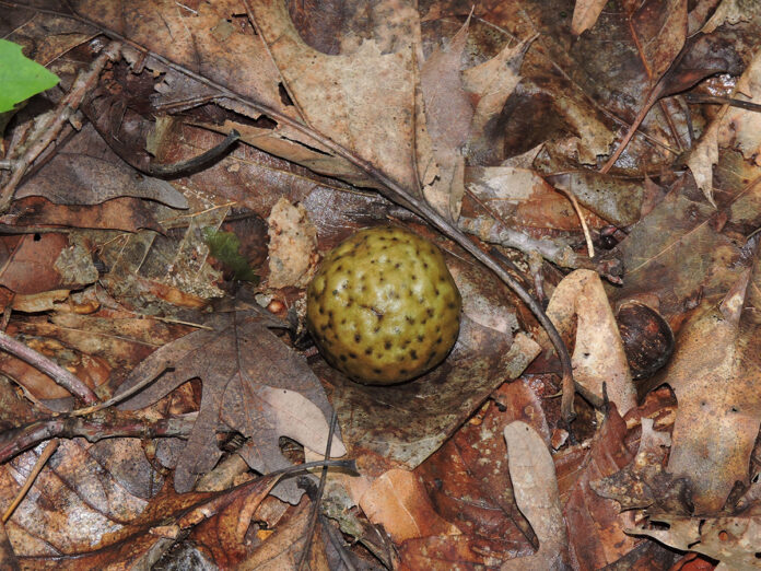 oak apple gall oak apple gall