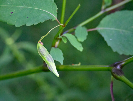 seed pod