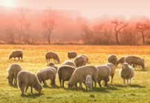 Finding peace in the difficult tasks sheep