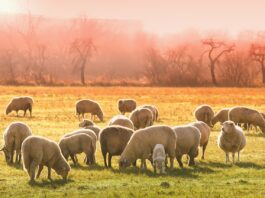 Finding peace in the difficult tasks sheep