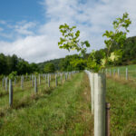 2026 tree sales listings Reclaimed Tree Farm A tree begins to grow out of its tree tube at Reclaimed Tree Farm on July 30, 2024. (Liz Partsch photo)