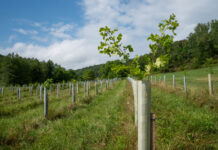 2026 tree sales listings Reclaimed Tree Farm A tree begins to grow out of its tree tube at Reclaimed Tree Farm on July 30, 2024. (Liz Partsch photo)
