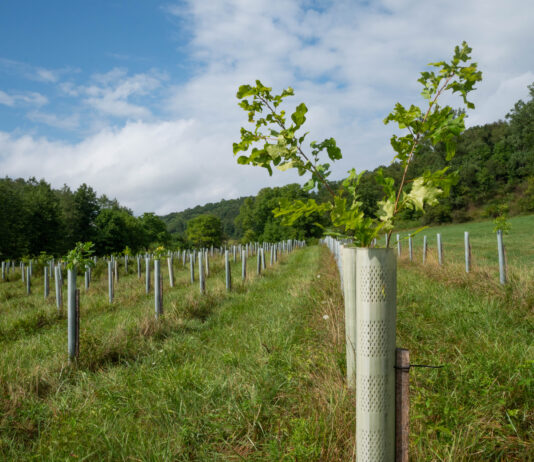 2026 tree sales listings Reclaimed Tree Farm A tree begins to grow out of its tree tube at Reclaimed Tree Farm on July 30, 2024. (Liz Partsch photo)