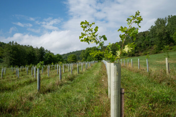 tree growin Reclaimed Tree Farm A tree begins to grow out of its tree tube at Reclaimed Tree Farm on July 30, 2024. (Liz Partsch photo)