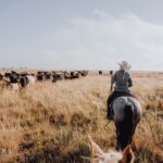 Branding iron debacle a group of people on horses herding cattle in a field