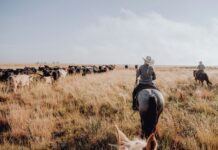 Branding iron debacle a group of people on horses herding cattle in a field