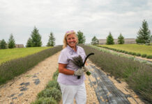 Farmer answers calling to plant Lavender Meadows Farm Lavender Meadows